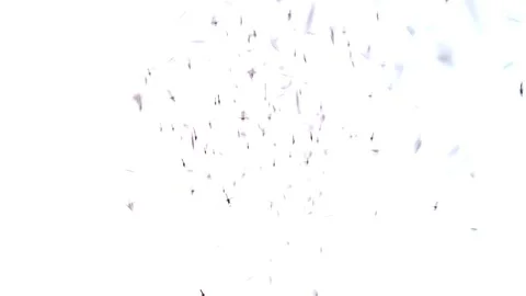 Mosquitoes flying on white background Stock Footage 281463443