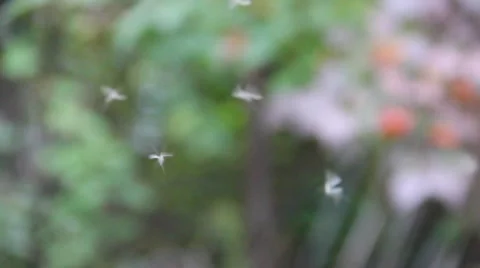 Mosquitoes Stock-Footage 904631