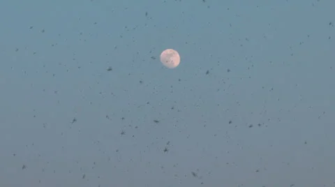 Mosquitoes Vidéo 1016379