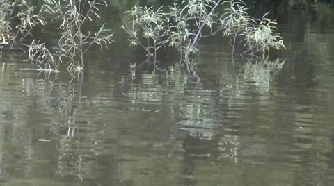 Mosquitoes Stock Footage 8855694