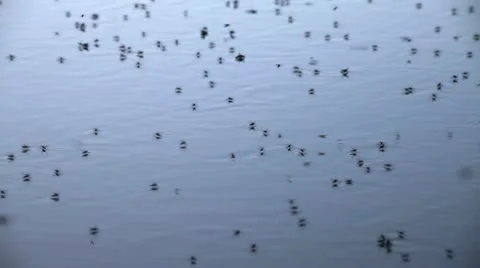 Mosquitoes Stock Footage