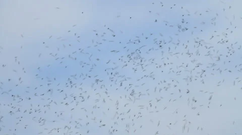 Mosquitoes Stock Footage 22843222