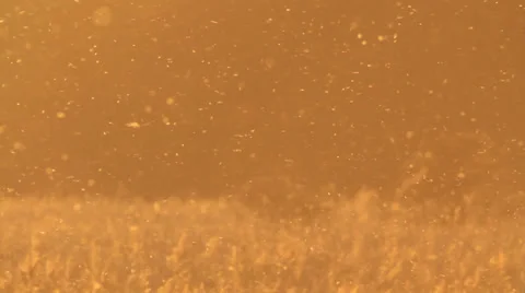 Mosquitoes Stock Footage 22843318