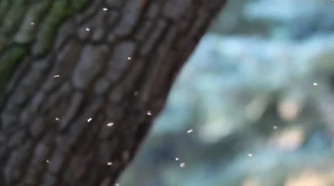 Mosquitoes Video stock 26410578