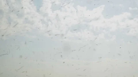 Mosquitoes Stock Footage 75903130