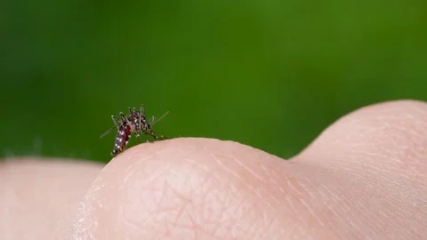 Mosquitoes Video stock 277328213