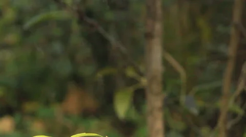 Mosquitoes in green Stock Footage 45637121