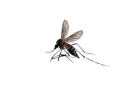 Mosquitoes isolated on white background Stock Photos