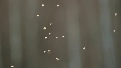 Mosquitoes Lit By Evening Sunlight Stock Footage 238639814
