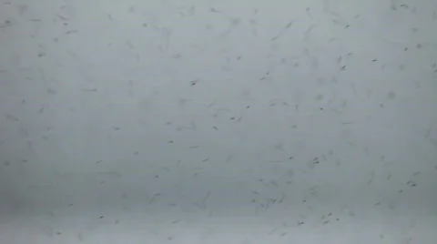 Mosquitoes, midges Video stock 848876