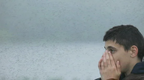  mosquitoes, midges Stock Footage 848888