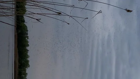 MOSQUITOES OVER THE LAKE 스톡 동영상 231176547