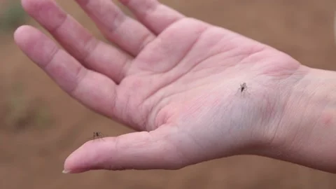 Mosquitoes in the palm of the hand Stock Footage 155371294