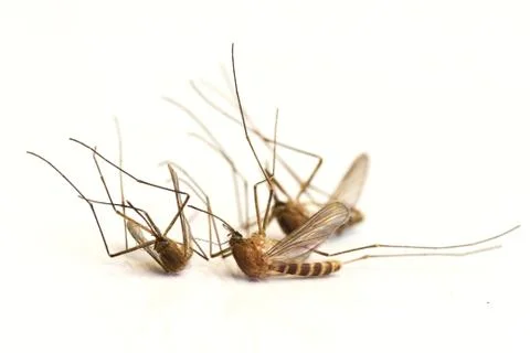 Mosquitoes Stock Photos