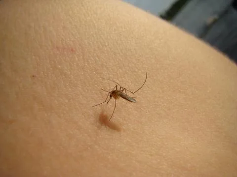 Mosquitoes Stock Photos