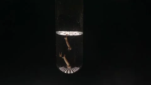 Mosquitoes (pupa + larvae) on black background. Life cycle of Mosquito. Insects Stock Footage 203961723