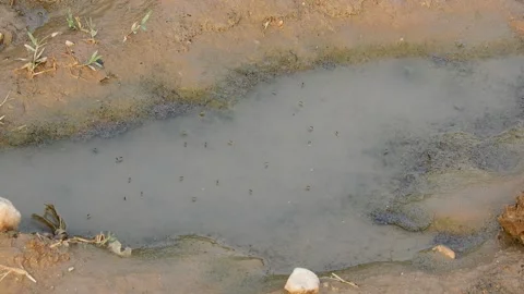 Mosquitoes Resting On The Surface Of A Muddy Water Puddle Stock Footage 345364468