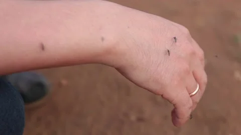 Mosquitoes sit on the hand Stock Footage 155371293