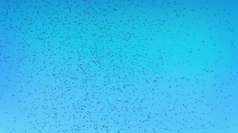 Mosquitoes in the sky Stock Footage 48335993