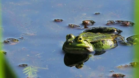 Mosquitoes slowly flying over a frog resting on the water, natural ambient so 스톡 동영상 334679895