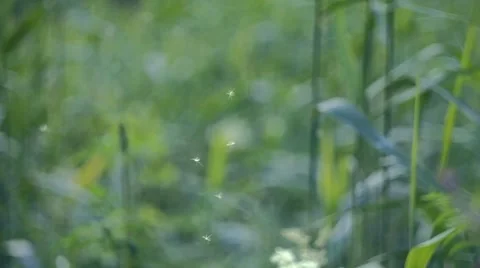 Mosquitoes in the Summer Grass Vídeos de archivo 58586590