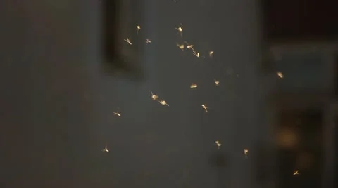 Mosquitoes in the sun Stock Footage 49464239