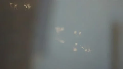 Mosquitoes in the sun Stock Footage 49464390