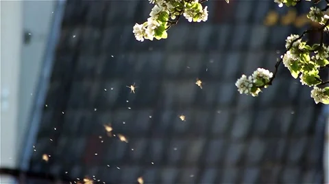 Mosquitoes in the sun Stock Footage 49464696