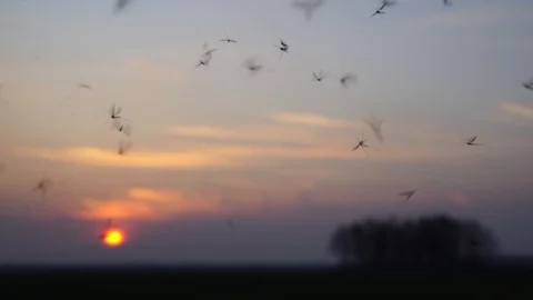 Mosquitoes at sunset Almere Stock Footage 86754613