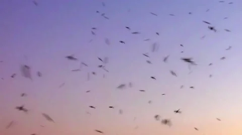 Mosquitoes swarm buzzing in nature at sunset Stock Footage