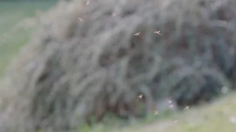Mosquitoes Swarm Fly Stock Footage 182356138