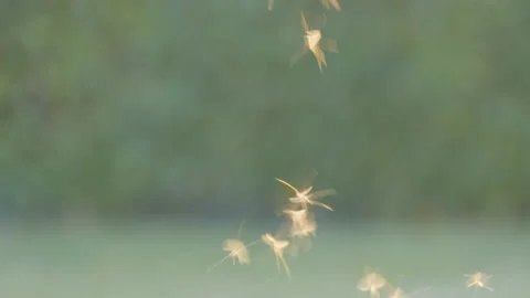 Mosquitoes Swarm Fly Video stock 182356353