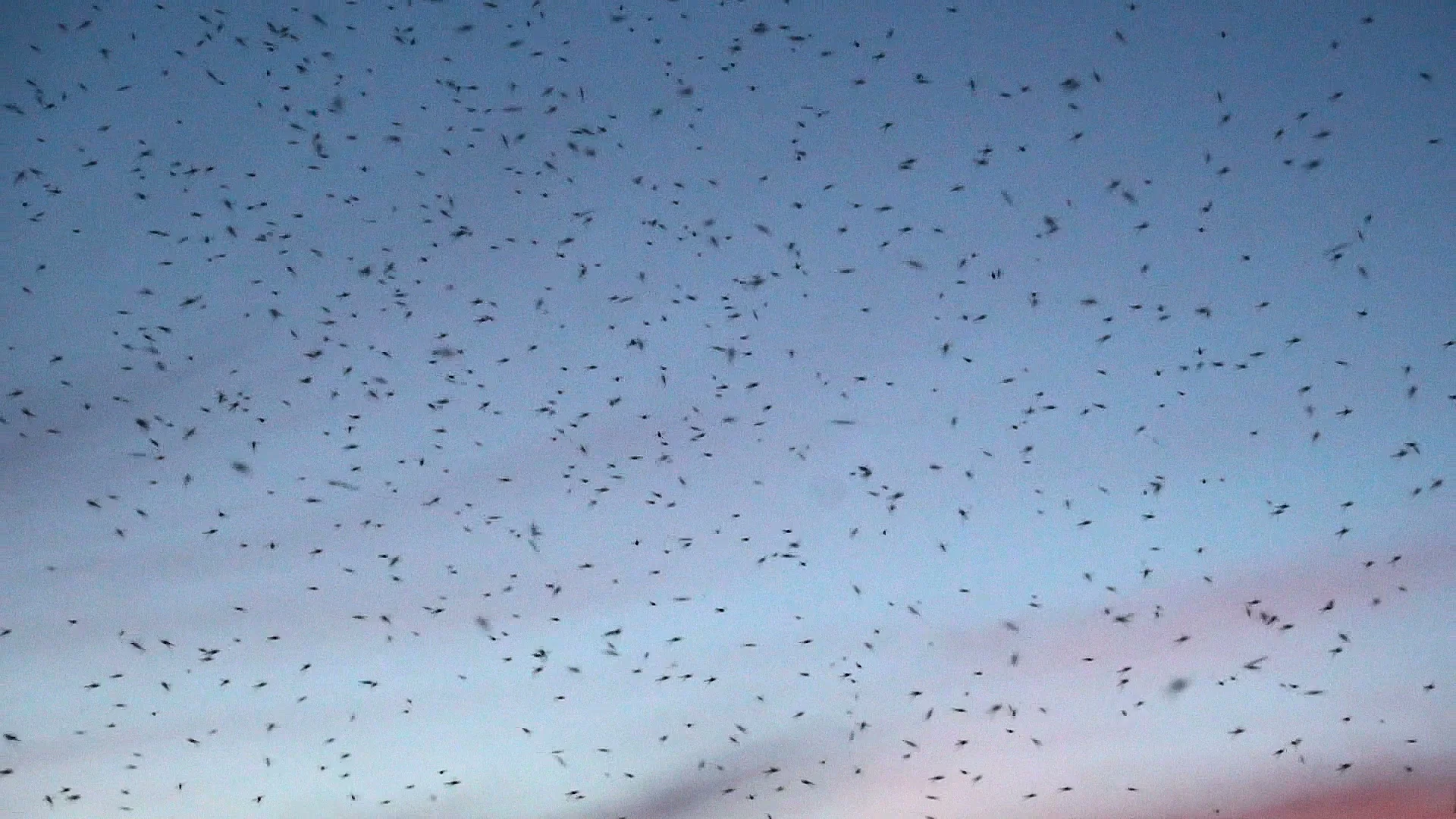 swarm of mosquitoes