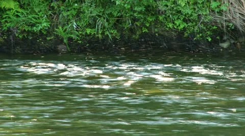 Mosquitoes Swarming in Cloud over Rushing Creek Water in Sunlight Stock Footage 11435252