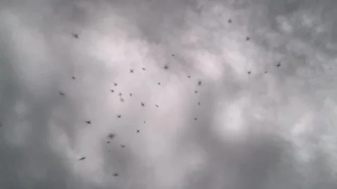 Mosquitoes Swarming in the Evening Forest Video stock 280352117