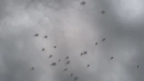 Mosquitoes Swarming in the Evening Sky slow motion Stock Footage 280352233