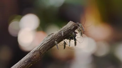 Mosquitoes on a Twig Stock Footage 158239717