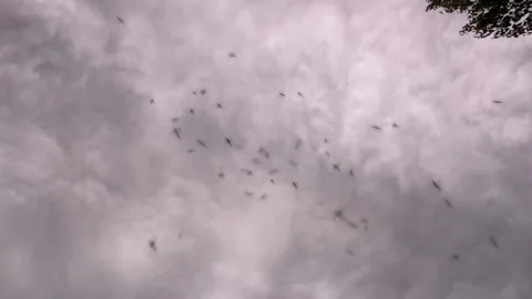 Mosquitoes at Twilight in the Forest Stock Footage 280351766