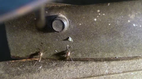 Mosquitoes waiting for Evening Video stock 11042492