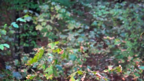 Mosquitoes in the woods Video stock 75011000