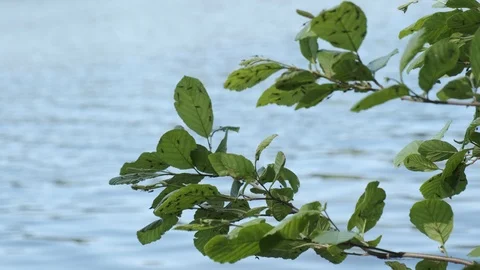 Mosquitos on Alder Branch Video stock 106951713