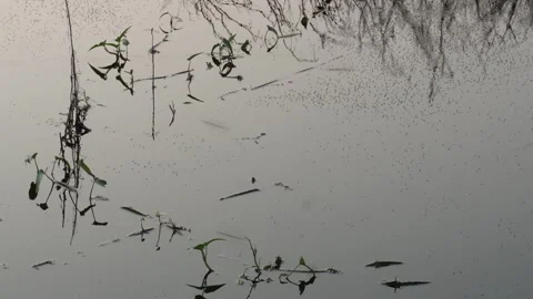 Mosquitos are on the water Video stock 290928690