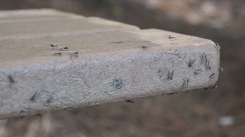 Mosquitos on Bench Stock Footage 106950871