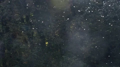 Mosquitos in flight,  chironomus in flight Vidéo 145876045
