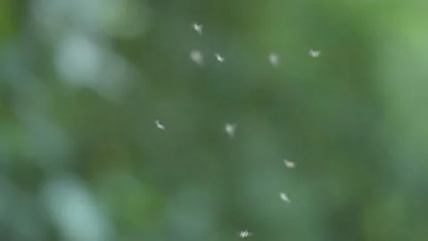 Mosquitos Flight Circles Stock Footage 130409830