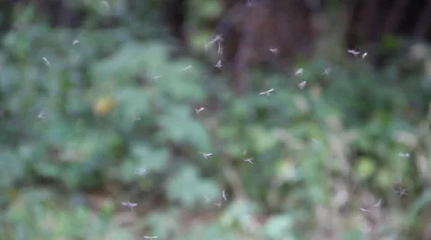 Mosquitos flying Stock Footage
