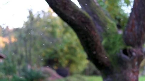 Mosquitos flying in a group 動画素材 81164659