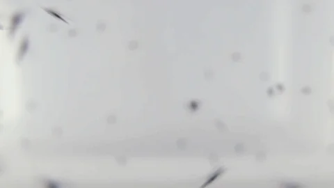 Mosquitos flying on laboratory net 動画素材 97612146
