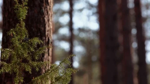 Mosquitos flying next to green juniper in forest Stock Footage 88498161