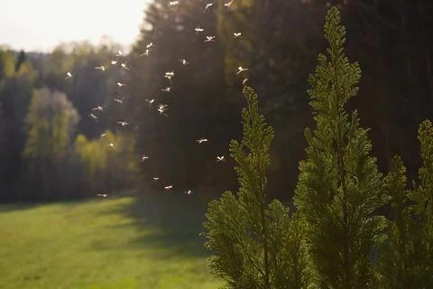 Mosquitos flying in sunset light Stock Photos